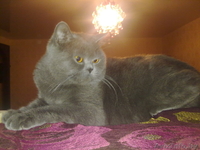 Вязка Британский кот. Молодой,титулованый - Изображение #3, Объявление #803457