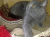 Вязка Британский кот. Молодой,титулованый - Изображение #6, Объявление #803457