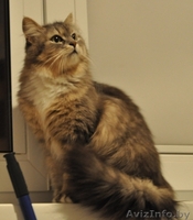 Роскошная пушистая кошка в дар - Изображение #2, Объявление #803886