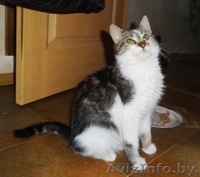 Котенок-подросток Тошик в дар! - Изображение #4, Объявление #807689