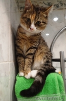 Кошечка Фанечка в дар! - Изображение #4, Объявление #812315