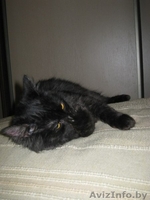 Котенок-подросток в дар!  - Изображение #4, Объявление #807049
