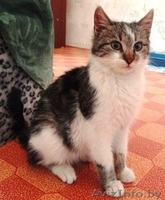 Котенок-подросток Тошик в дар! - Изображение #1, Объявление #807689