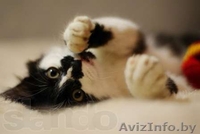 Веселые Котята в Добрые руки - Изображение #1, Объявление #814076