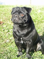 Породистый кобель мопса для вязки - Изображение #2, Объявление #813134