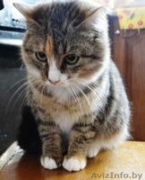 Кошечка Фанечка в дар! - Изображение #5, Объявление #812315