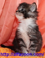 Мейн-кун котята из питомника. - Изображение #2, Объявление #814976