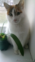 !!! Котенька ищет Дом !!! - Изображение #3, Объявление #792261