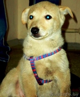 Щенки-мальчики в дар! - Изображение #1, Объявление #796788