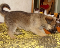 Два щенка немецкой овчарки ждут сових хозяев - Изображение #2, Объявление #801377