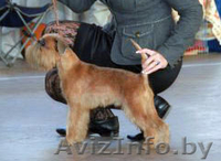 Брюссельский гриффон кобель для вязки - Изображение #1, Объявление #805009