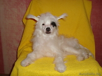 продаётся китайская хохлатая - Изображение #1, Объявление #804146