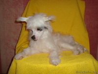 продаётся китайская хохлатая - Изображение #2, Объявление #804146
