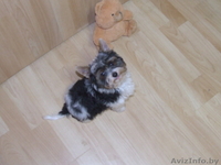 Щенки бивер йоркширского терьера - Изображение #2, Объявление #804688