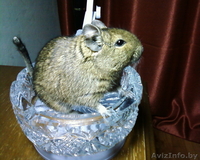 Дегу, белочка, абсолютно ручная, здоровая, активная, недорого! - Изображение #1, Объявление #813646