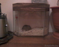 Дегу, белочка, абсолютно ручная, здоровая, активная, недорого! - Изображение #2, Объявление #813646