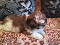 продаётся щенок шит-цу - Изображение #1, Объявление #802054