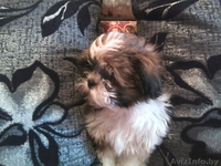 продаётся щенок шит-цу - Изображение #2, Объявление #802054