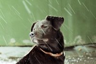 В дар метис лабрадора - Изображение #1, Объявление #803812