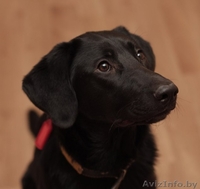 Лабрадор Рада - для Вас награда!) - Изображение #1, Объявление #806797