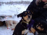 Молодая собачка Ася в дар - Изображение #2, Объявление #812790