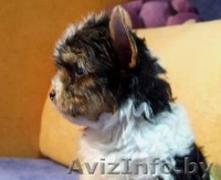 Щенки бивер йоркширского терьера - Изображение #4, Объявление #804688