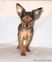 Продается щенок той терьера длинношерстный. - Изображение #2, Объявление #815337