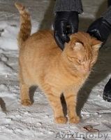 Храбрый Рыжик ищет новый дом или временную передержку!!! - Изображение #2, Объявление #811327