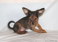 Продается щенок той терьера длинношерстный. - Изображение #3, Объявление #815337