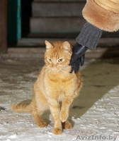 Храбрый Рыжик ищет новый дом или временную передержку!!! - Изображение #1, Объявление #811327
