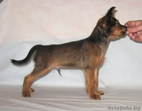 Продается щенок той терьера длинношерстный. - Изображение #1, Объявление #815337