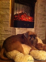 Брюссельский гриффон кобель для вязки - Изображение #3, Объявление #805009