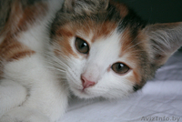 Чудесный котёнок в дар - Изображение #1, Объявление #810186