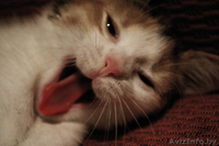 Чудесный котёнок в дар - Изображение #2, Объявление #810186