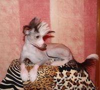 продаю китайскую хохлатую - Изображение #3, Объявление #802011