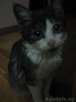 Трёхмесячный котёнок в ответственные руки! - Изображение #1, Объявление #809658