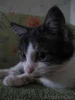 Трёхмесячный котёнок в ответственные руки! - Изображение #2, Объявление #809658