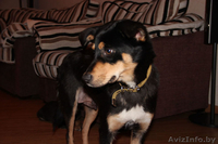 Молодая собачка Ася в дар - Изображение #1, Объявление #812790