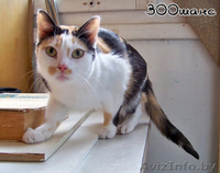 КРАСОТУНЬЯ - кошечка из счастливой семейки, 1 годик, В ДАР. - Изображение #1, Объявление #801289