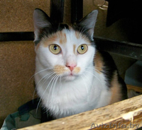 КРАСОТУНЬЯ - кошечка из счастливой семейки, 1 годик, В ДАР. - Изображение #2, Объявление #801289