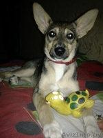 Шана-веселый энэрджайзер в дар! - Изображение #6, Объявление #808406