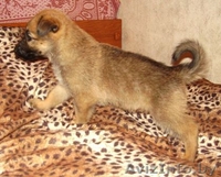 Два щенка немецкой овчарки ждут сових хозяев - Изображение #3, Объявление #801377