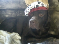 вязка собак лабрадора - Изображение #1, Объявление #810766