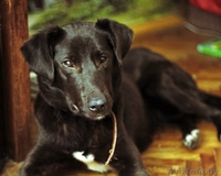 В дар метис лабрадора - Изображение #2, Объявление #803812