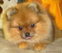 Померанский шпиц - Изображение #2, Объявление #810221