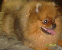 Померанский шпиц - Изображение #1, Объявление #810221
