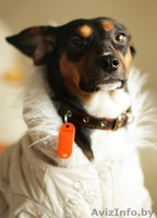 Отдам собаку в хорошие руки - Изображение #2, Объявление #812146