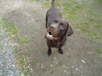 вязка собак лабрадора - Изображение #2, Объявление #810766