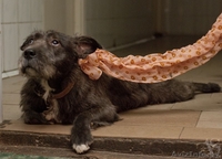 годовалая собачка-инвалидик ищет хозяев!!! - Изображение #1, Объявление #816121