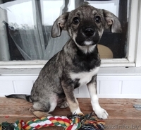 Забавные щеночки в дар! - Изображение #2, Объявление #800015